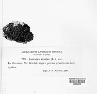 Aspicilia cinerea image
